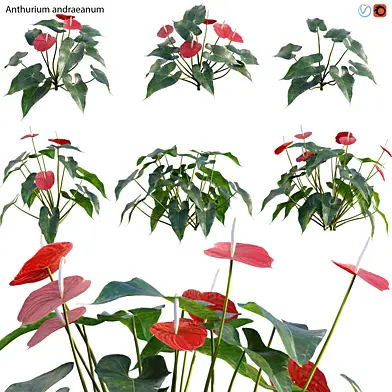 Anthurium andraeanum - Flamingo flower