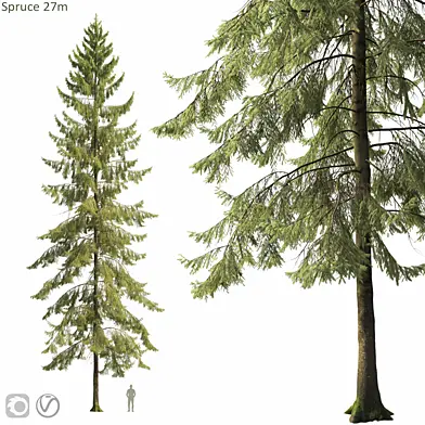 Spruce