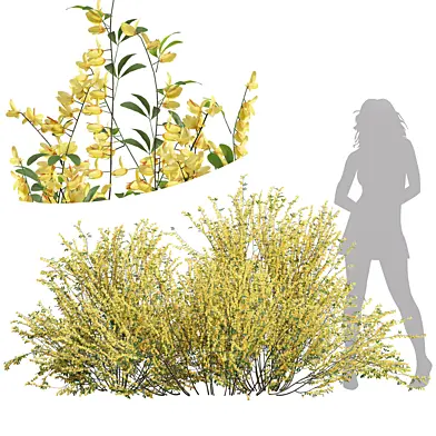 New Plant High detail Cytisus scoparius