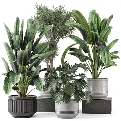 Indoor Plants in rusty Concrete Pot - Set 742