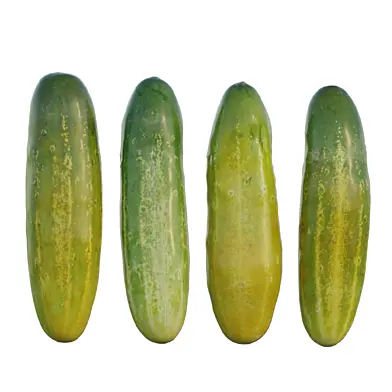 Cucumber 02