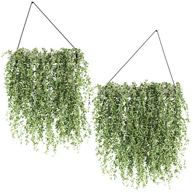 Ivy_Plants_22