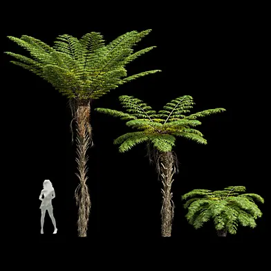 Spinulosa Fern Decorative-3 trees