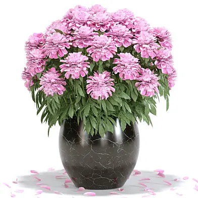 Plant Collection 26
