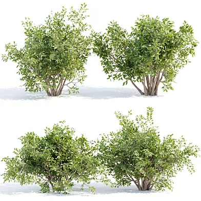 bushes #4 collection vol 110