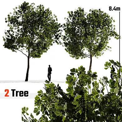 European Chestnut - Castanea sativa - all season