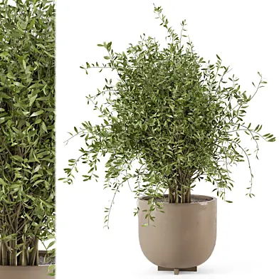 Indoor Plants  in rusty Concrete Pot - Set 833