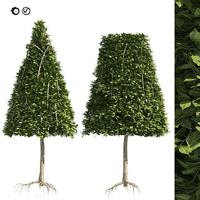 2 Cone topiary tree shape black gum tree
