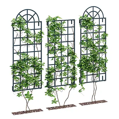 Wall trellis one