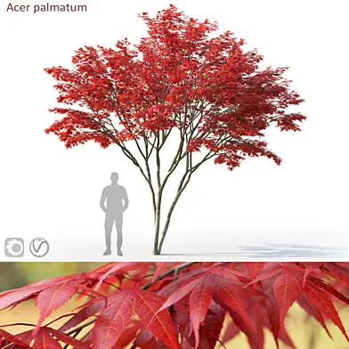 Acer palmatum