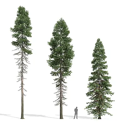 Пихта (Abies)