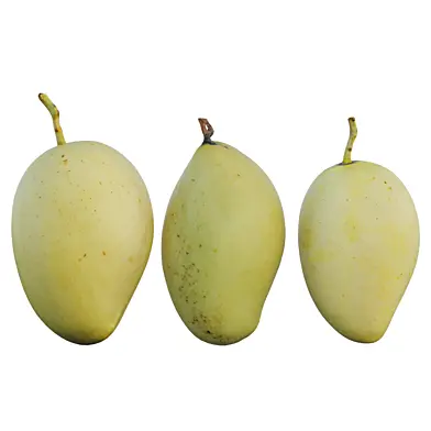 mango 04