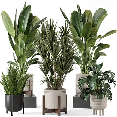 Indoor Plants  in rusty Concrete Pot - Set 885