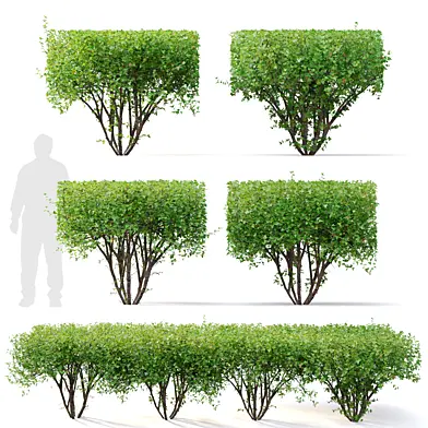 Hedge Bush 06