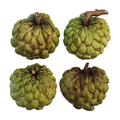 Custard Apple 02 (Annona squamosa)