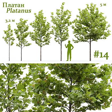 Платан / Sycamore / Platanus #14