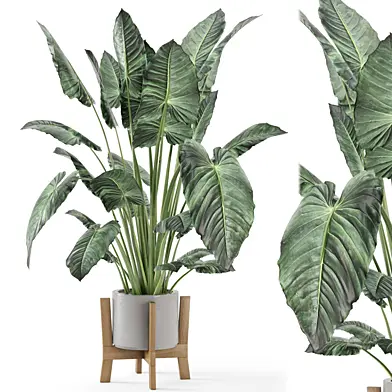 Indoor Plants in rusty Concrete Pot on Wooden Base  - Set 936