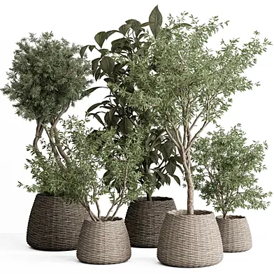 indoor Plant Set 418 - Tree and Bush