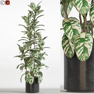 Plants collection 753