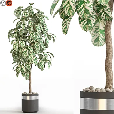Plants collection 754