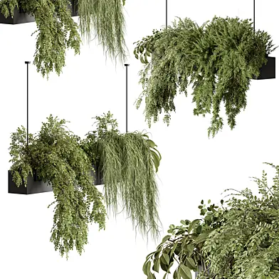 indoor Plant Set 425 - Hanging Plants