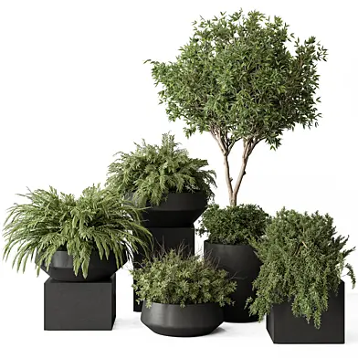 indoor Plant Set 422 - Tree and Bush