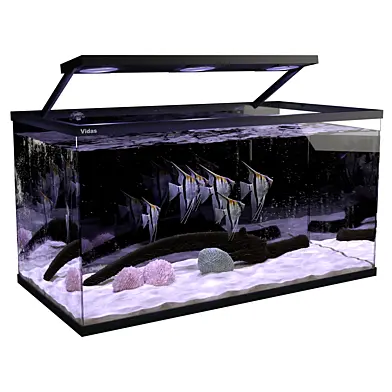 Aquarium Angel fish