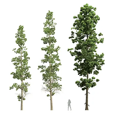 Sphaeropteris Lepifera and  Pinus Palustris