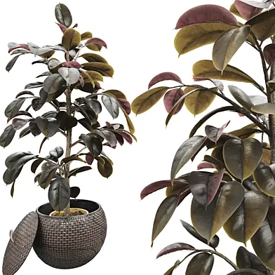 ficus elastica tree rubber plant