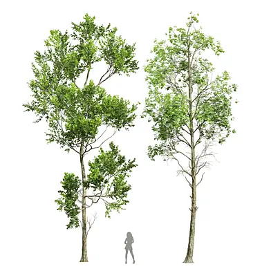 Fagus Grandifolia and Fagus Sylvatica