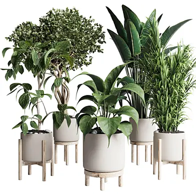 Collection indoor plant 294 ficus palm ravenala wooden vase