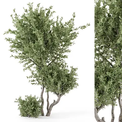 Outdoor Garden Set Tree -Set 1046