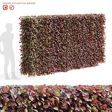 Fagus sylvatica hedge