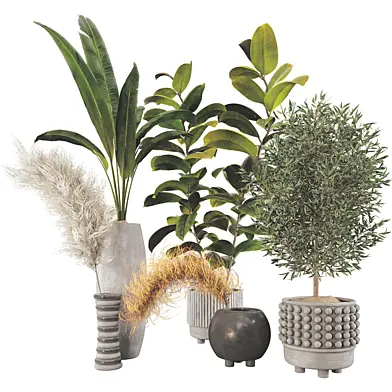 Plant Collection Set 13
