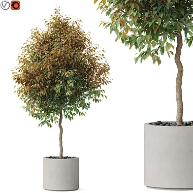 Plants collection 809