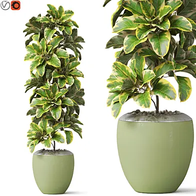 Plants collection 813