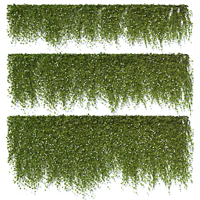 Ivy Wall 17