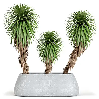 Plant Collection 47