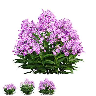 Phlox paniculata candy twist 03