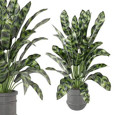 Indoor Plants Collection - Set 561