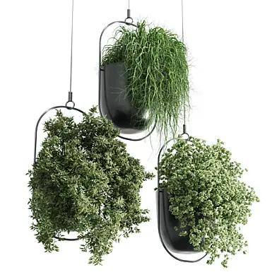 hanging plant - indoor plants 306