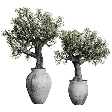 Old Olive Tree in dirty concrete pot - outdoor plant 134