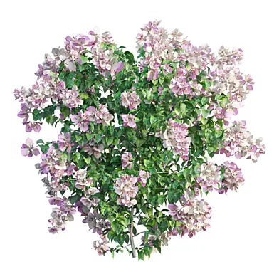 Bougainvillea plant set 34