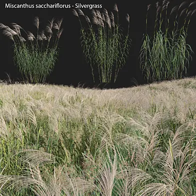 Miscanthus sacchariflorus - Silvergrass