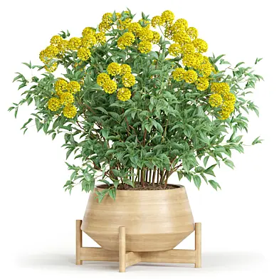 Plant Collection 63