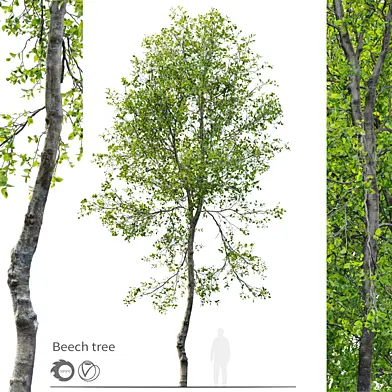 Young beech tree