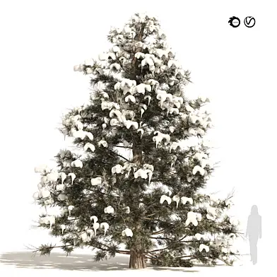 Winter Juniperus virginiana with snow