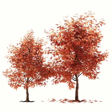 maple tree01