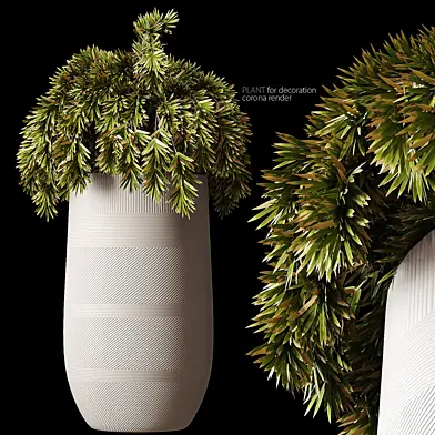 Plant for decoration