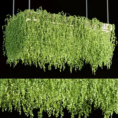Hanging plants for indoor vol 158